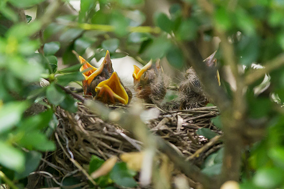 Robin_002